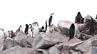 Antarctica Showreel.