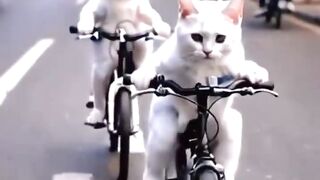 cats driving a cycle //cute cat videos //new viral WhatsApp status