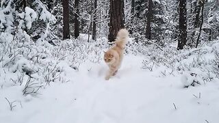 Fluffy Maine Coon Cat Loves to Explore the Snowy Forest!