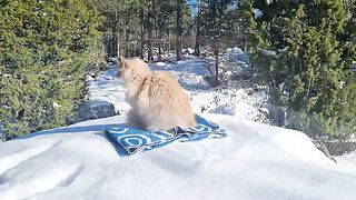 Building a Snowball House For My Cat!