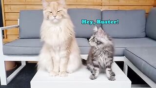 How to Be Cool - Big Cat Teaches the Little Kitten!