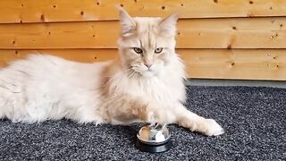 When a Cat Rings a BELL - His Human Must Serve!