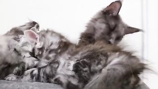 Maine Coon Buster - The Best Kitten-Sitter in Town?