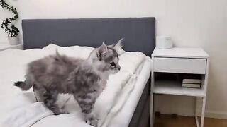 Brave Kittens Conquer the Great Cat Wall!