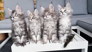 Synchronized Kittens - Adorable Little Maine Coons!