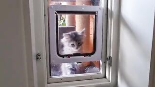 Kitten Learns How to Use a Cat Flap - With 5 Funny Tricks!