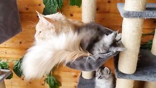 The Best Friends - Huge Maine Coon and Small Kitten!