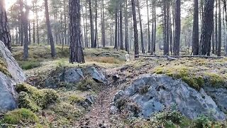 Relaxing Walk With My Amazing Cat - In the Golden Forest