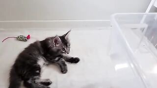 Kitten Learns How to Use a Box - With the Help of His Mama!