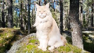 The Golden King of the Forest - Maine Coon Cat Buster