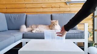 Place a Box Anywhere - This Big Maine Coon Always Fits!