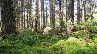 Majestic Maine Coon Finds a Perfect Soft Bed of Moss!