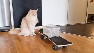 Skateboard Cats - How to Move With Style!