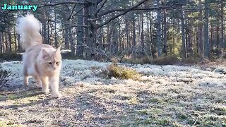 Maine Coon Gets Super Fluffy! - 6 Months of Transformation