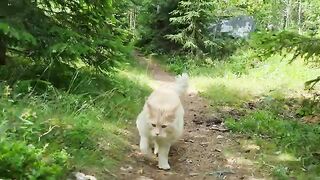 Gentle Maine Coon Helps Me Pick Berries and Bake Pie