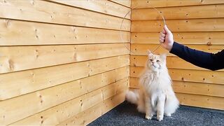 How to Teach Your Cat to Jump Through a Hoop!