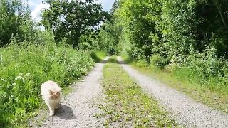 Beautiful Forest Walk with a Maine Coon Cat - Relaxing Summer Adventure