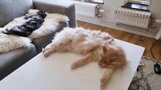 A Journey Through the Fluff of Sleeping Maine Coons