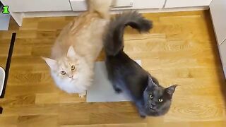 Maine Coon Cats Meowing 100 Times!