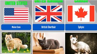 Different Country Breeds of Cats