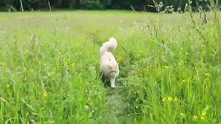 Maine Coon Cat Enjoying Summer in a Beautiful Field!