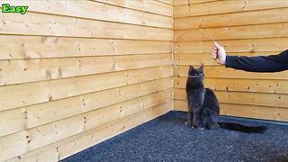 Trained Maine Coons - Jumping Gracefully Through Hoops!