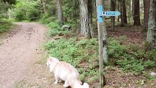 Thirsty Maine Coon Searching for the Mysterious Well!