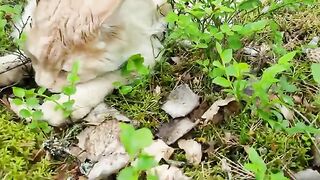 Gentle Maine Coon Makes Friends With a Bumblebee!