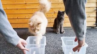 How to Make a Cat Go Out From a Box!