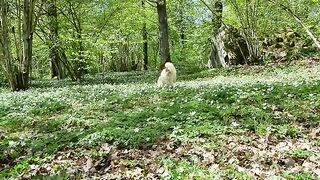 Forest Walk with a Cat | Summer Is Coming | Relaxing 4K Video