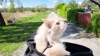 Maine Coon Cat on a Bike Ride - Adventure to the Hollow Oak!