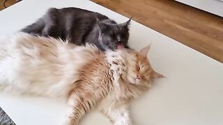 Big and Fluffy Maine Coon Can Easily Sleep When His Friend Helps Him