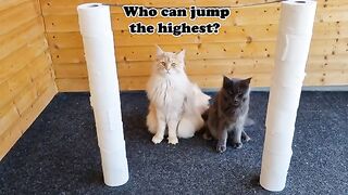 TRUE High Jump Competition for Maine Coon Cats!