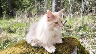 Maine Coon Buster: Where is the Best Place to Relax?