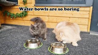 Maine Coon Cats: How To Drink Water?