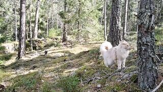 Two Maine Coon Friends on a Beautiful Adventure in the Forest!