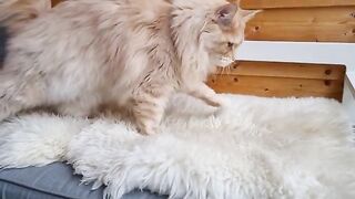 Maine Coon Cat Kneading Fluffy Blanket