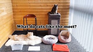 Cat Stuff vs Human Stuff! | What do Maine Coons Like Most?