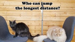 Maine Coon Cats - Amazing Long Jumps Through Hoop!