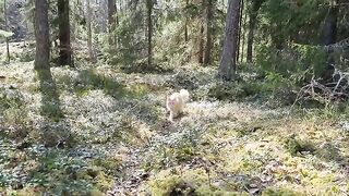 Maine Coon Cat - Enjoying Spring in the Forest