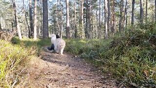 Two Maine Coon Cats on Adventure - Fun in the Forest