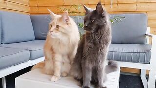 Maine Coon Cats - How Small Box Can They Fit In?