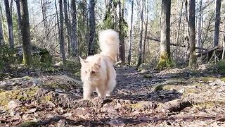 Maine Coon Cat - Adventure to Ancient Ruins on the Mountain