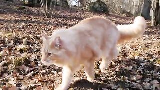 Maine Coon Cat - Adventure to the Mountain