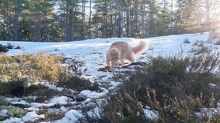 Maine Coon Cat on Forest Adventure - End of Winter