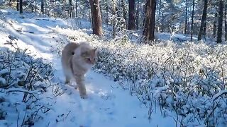 Maine Coon Cat - Winter Adventure in the Forest