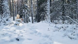 Maine Coon Cat Jumping in Snowy Forest