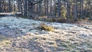 Maine Coon Cat Exploring the Forest - Beautiful and Relaxing