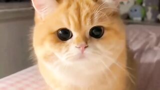 Cat videos cute cats kittens ???????? 6