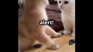 These Curious Kittens Are on High Alert! | Too cute to handle!